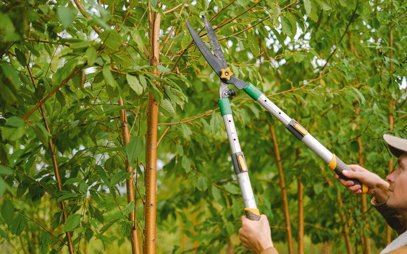 Tree trimming in Alvord, IA