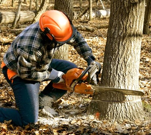 Tree Removal in Alvord, IA